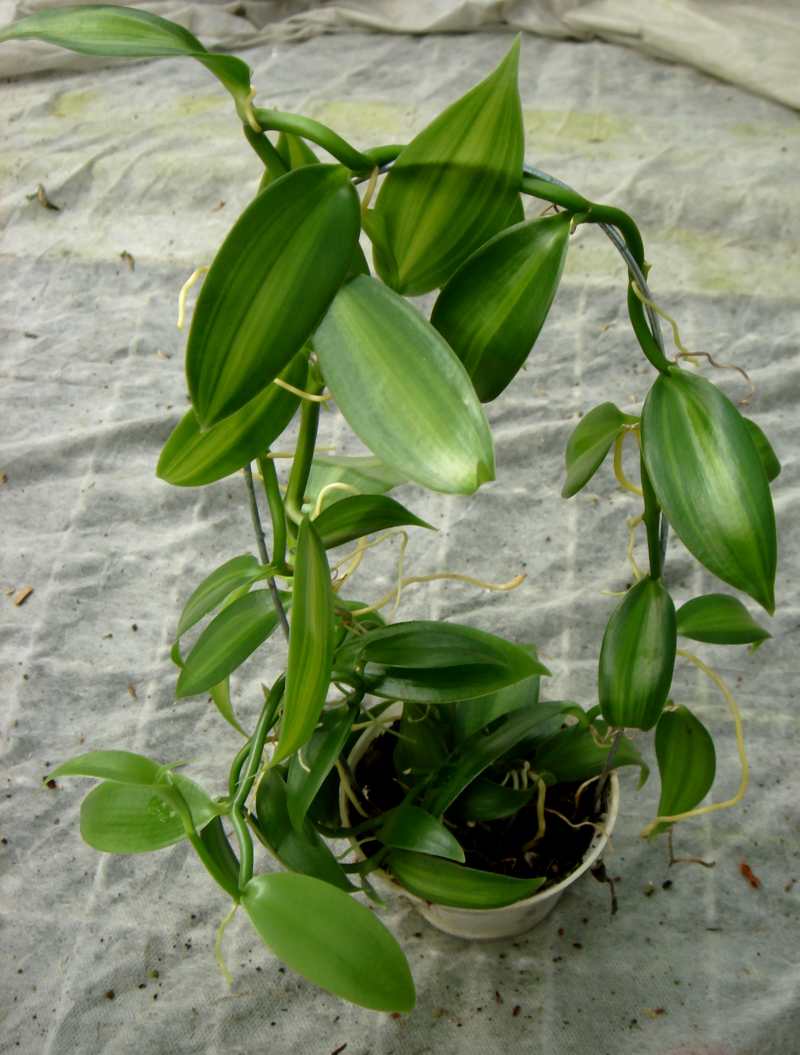 Vanilla planifolia